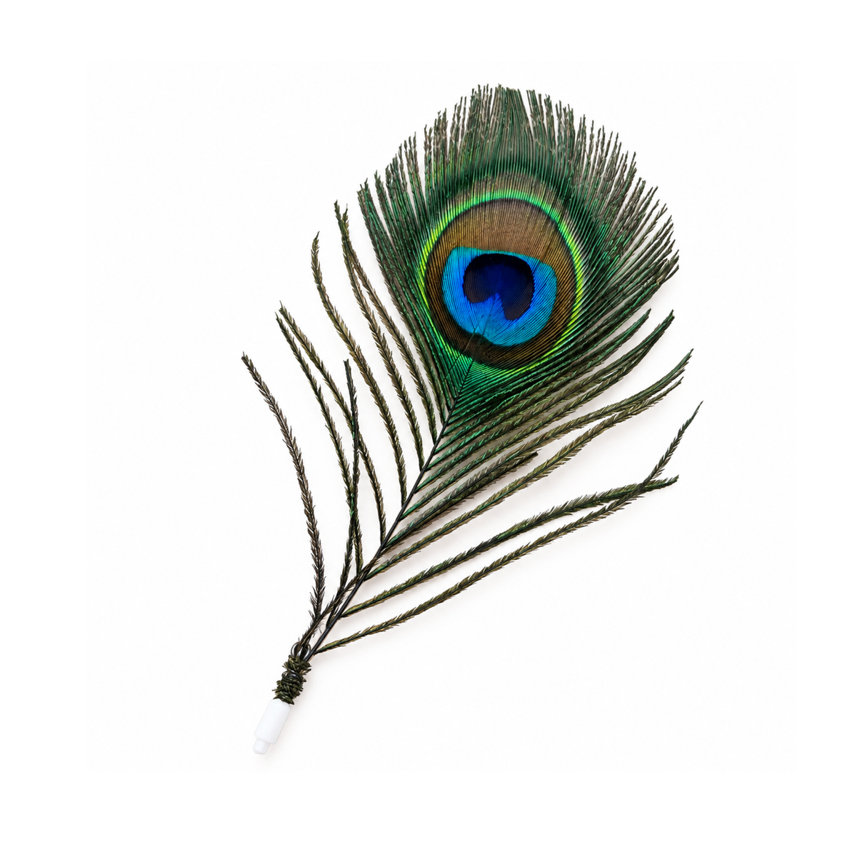 Single Peacock Plume (Twist Attachment)