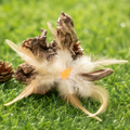Goose Feather Spider