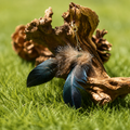 Spinning Feather