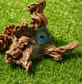 Single Peacock Plume (Twist Attachment)